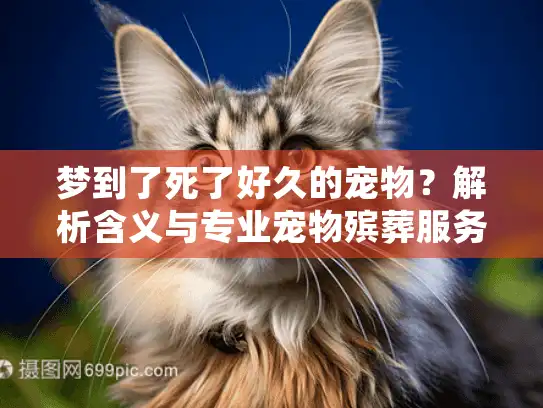 梦到了死了好久的宠物？解析含义与专业宠物殡葬服务指南