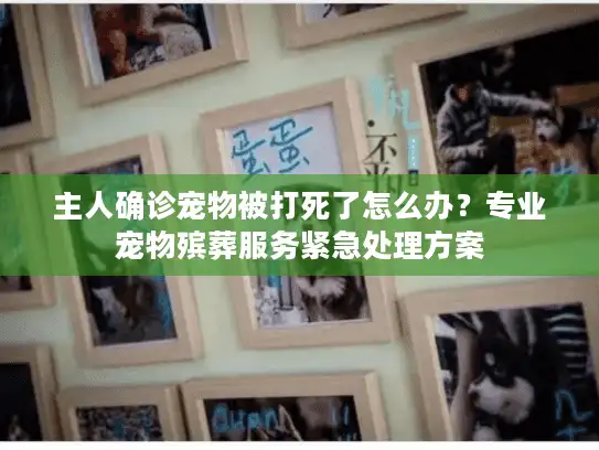 主人确诊宠物被打死了怎么办?专业宠物殡葬服务紧急处理方案 主人确诊宠物被打死了怎么办?专业宠物殡葬服务紧急处理方案