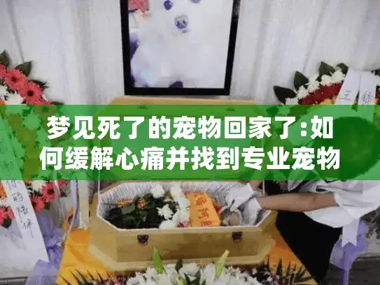 梦见死了的宠物回家了:如何缓解心痛并找到专业宠物殡葬支持 梦见死了的宠物回家了:如何缓解心痛并找到专业宠物殡葬支持