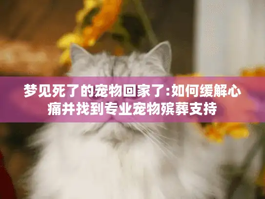 梦见死了的宠物回家了:如何缓解心痛并找到专业宠物殡葬支持 梦见死了的宠物回家了:如何缓解心痛并找到专业宠物殡葬支持