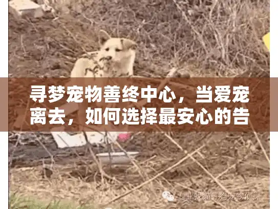 寻梦宠物善终中心，当爱宠离去，如何选择最安心的告别方式？