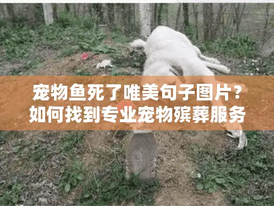 宠物鱼死了唯美句子图片？如何找到专业宠物殡葬服务指南