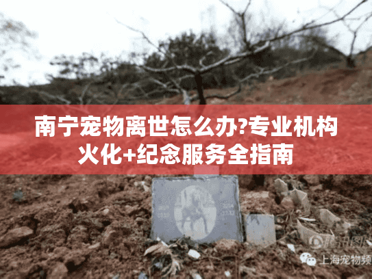 南宁宠物离世怎么办?专业机构火化+纪念服务全指南 南宁宠物离世怎么办?专业机构火化+纪念服务全指南