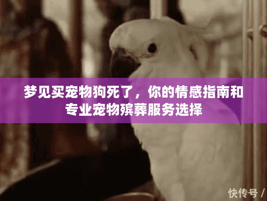 梦见买宠物狗死了，你的情感指南和专业宠物殡葬服务选择