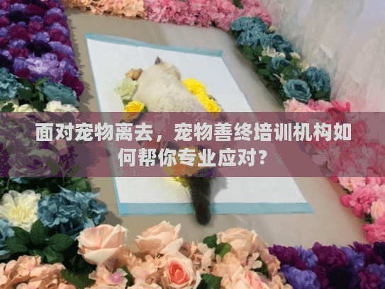 面对宠物离去，宠物善终培训机构如何帮你专业应对？