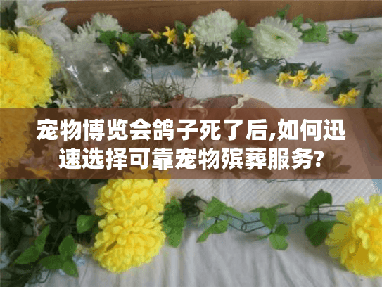 宠物博览会鸽子死了后,如何迅速选择可靠宠物殡葬服务? 宠物博览会鸽子死了后,如何迅速选择可靠宠物殡葬服务?