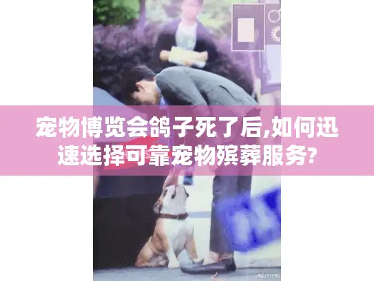 宠物博览会鸽子死了后,如何迅速选择可靠宠物殡葬服务? 宠物博览会鸽子死了后,如何迅速选择可靠宠物殡葬服务?