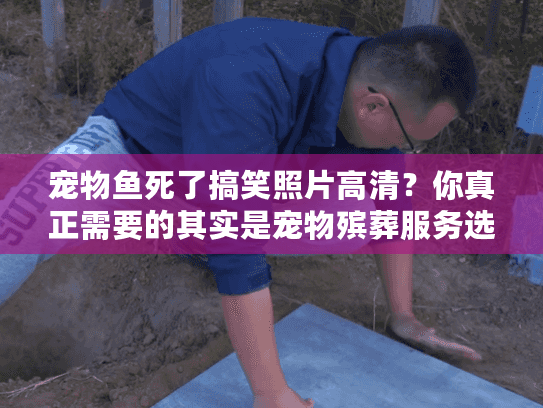 宠物鱼死了搞笑照片高清？你真正需要的其实是宠物殡葬服务选择指南！