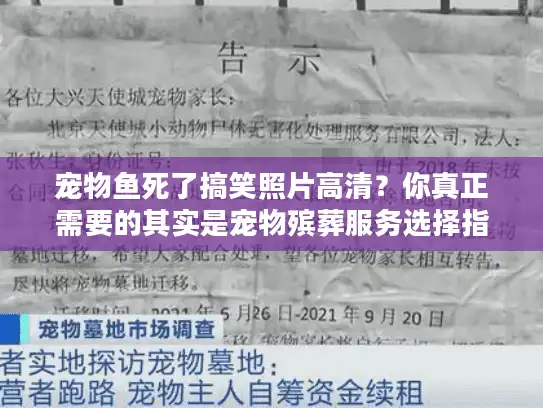 宠物鱼死了搞笑照片高清？你真正需要的其实是宠物殡葬服务选择指南！