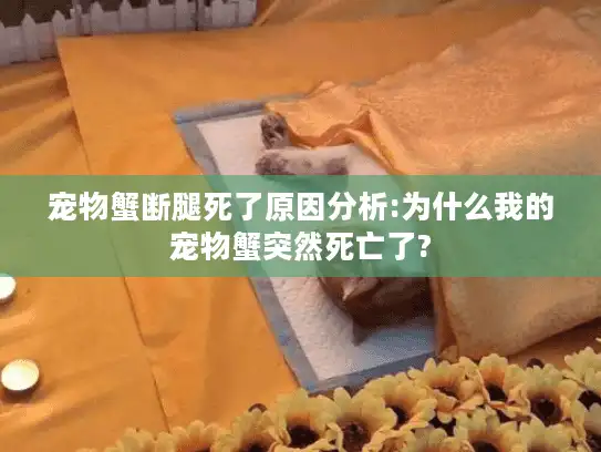 宠物蟹断腿死了原因分析:为什么我的宠物蟹突然死亡了?