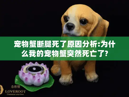 宠物蟹断腿死了原因分析:为什么我的宠物蟹突然死亡了?