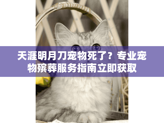 天涯明月刀宠物死了？专业宠物殡葬服务指南立即获取