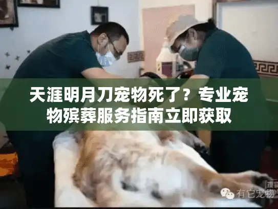 天涯明月刀宠物死了？专业宠物殡葬服务指南立即获取