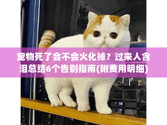 宠物死了会不会火化掉？过来人含泪总结6个告别指南(附费用明细)