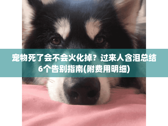宠物死了会不会火化掉？过来人含泪总结6个告别指南(附费用明细)