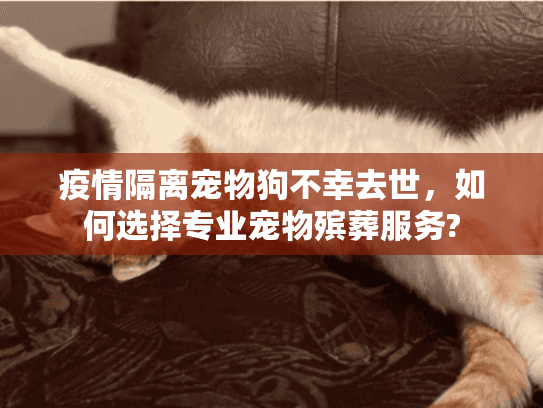 疫情隔离宠物狗不幸去世,如何选择专业宠物殡葬服务? 疫情隔离宠物狗不幸去世,如何选择专业宠物殡葬服务?