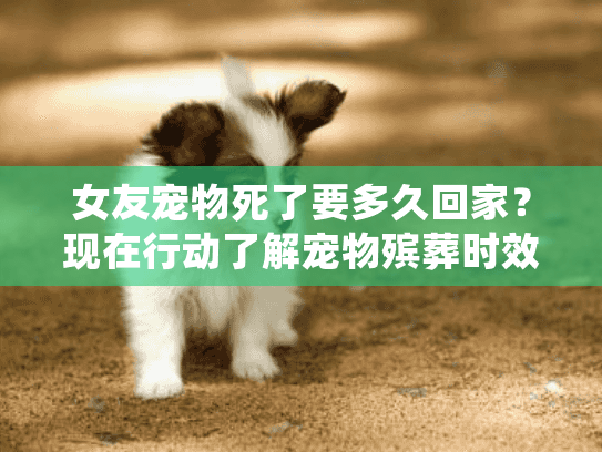 女友宠物死了要多久回家？现在行动了解宠物殡葬时效指南