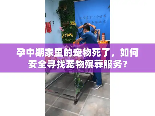 孕中期家里的宠物死了，如何安全寻找宠物殡葬服务？