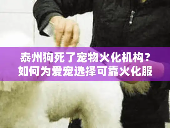 泰州狗死了宠物火化机构？如何为爱宠选择可靠火化服务指南