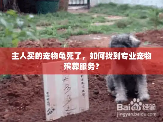 主人买的宠物龟死了，如何找到专业宠物殡葬服务？