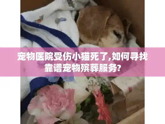 宠物医院受伤小猫死了,如何寻找靠谱宠物殡葬服务?
