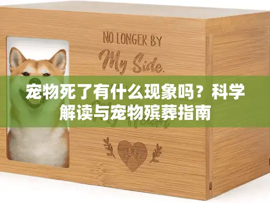 宠物死了有什么现象吗？科学解读与宠物殡葬指南