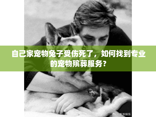 自己家宠物兔子受伤死了,如何找到专业的宠物殡葬服务? 自己家宠物兔子受伤死了,如何找到专业的宠物殡葬服务?