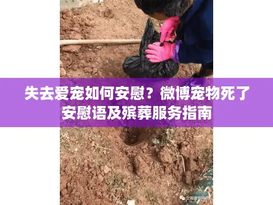 失去爱宠如何安慰？微博宠物死了安慰语及殡葬服务指南