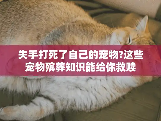 失手打死了自己的宠物?这些宠物殡葬知识能给你救赎 失手打死了自己的宠物?这些宠物殡葬知识能给你救赎