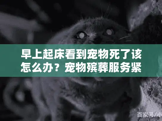 早上起床看到宠物死了该怎么办？宠物殡葬服务紧急处理指南