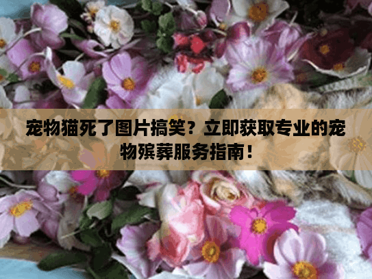 宠物猫死了图片搞笑？立即获取专业的宠物殡葬服务指南！