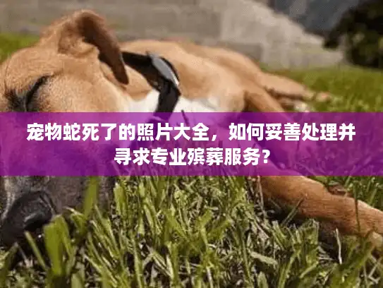 宠物蛇死了的照片大全，如何妥善处理并寻求专业殡葬服务？