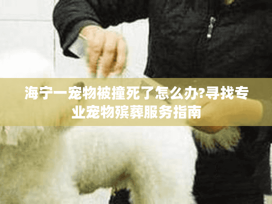海宁一宠物被撞死了怎么办?寻找专业宠物殡葬服务指南