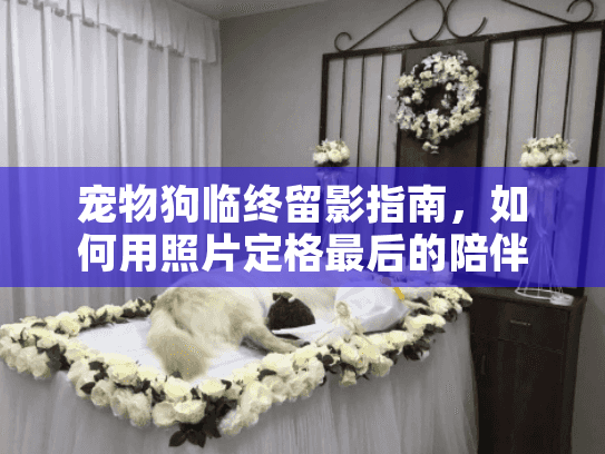 宠物狗临终留影指南,如何用照片定格最后的陪伴时光 宠物狗临终留影指南,如何用照片定格最后的陪伴时光