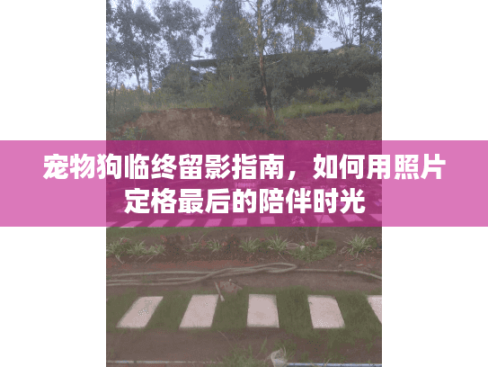 宠物狗临终留影指南,如何用照片定格最后的陪伴时光 宠物狗临终留影指南,如何用照片定格最后的陪伴时光