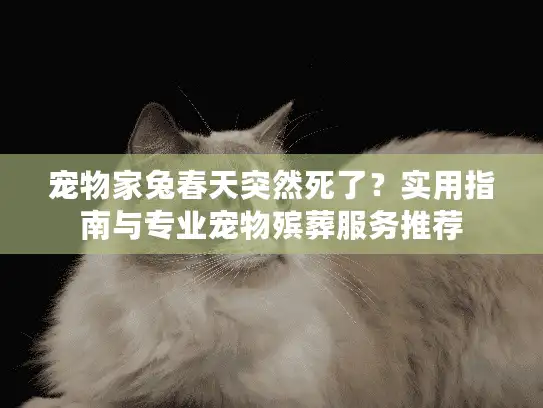 宠物家兔春天突然死了？实用指南与专业宠物殡葬服务推荐