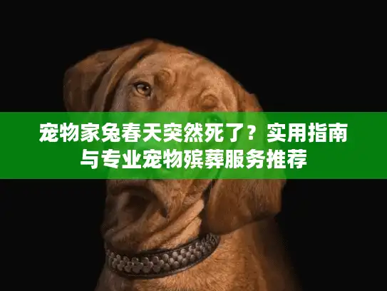 宠物家兔春天突然死了？实用指南与专业宠物殡葬服务推荐