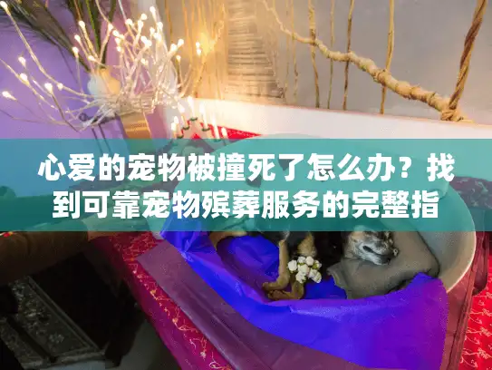心爱的宠物被撞死了怎么办？找到可靠宠物殡葬服务的完整指南
