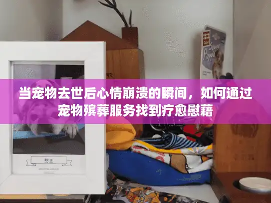 当宠物去世后心情崩溃的瞬间，如何通过宠物殡葬服务找到疗愈慰藉