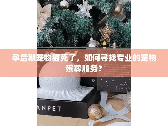 孕后期宠物猫死了，如何寻找专业的宠物殡葬服务？