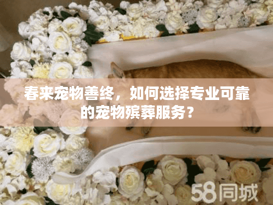 春来宠物善终，如何选择专业可靠的宠物殡葬服务？