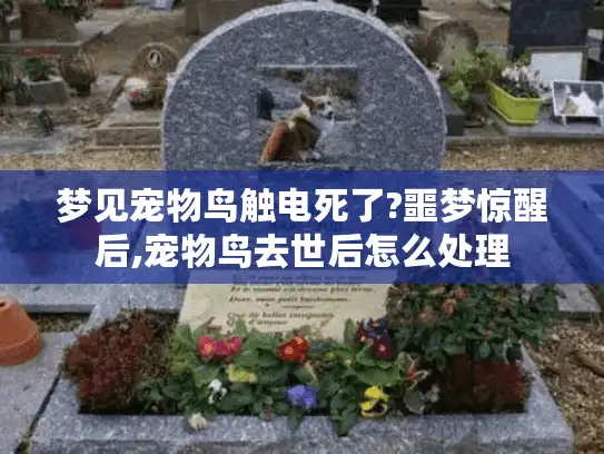 梦见宠物鸟触电死了?噩梦惊醒后,宠物鸟去世后怎么处理 梦见宠物鸟触电死了?噩梦惊醒后,宠物鸟去世后怎么处理