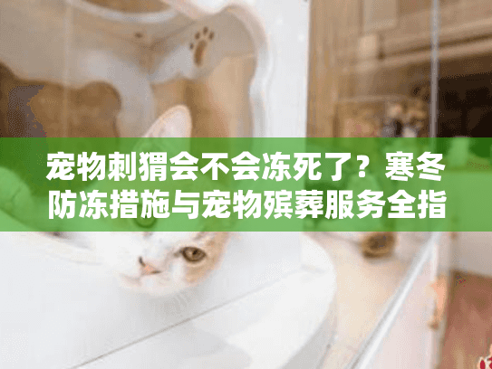 宠物刺猬会不会冻死了？寒冬防冻措施与宠物殡葬服务全指南