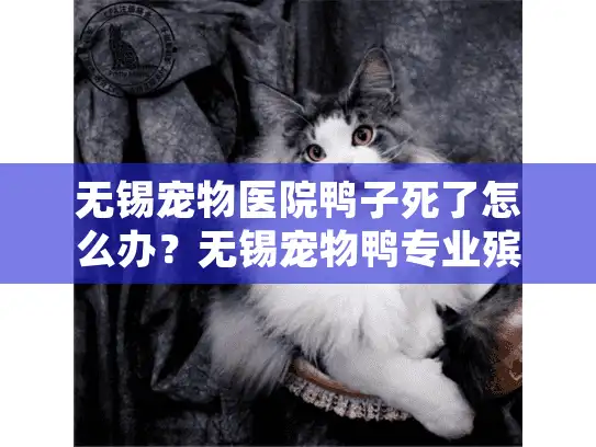 无锡宠物医院鸭子死了怎么办？无锡宠物鸭专业殡葬服务指南