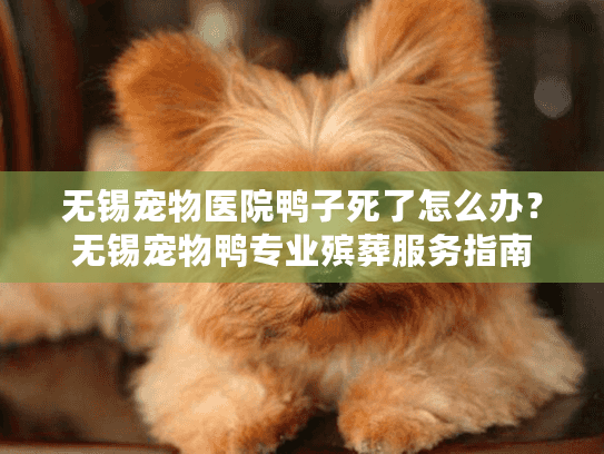 无锡宠物医院鸭子死了怎么办？无锡宠物鸭专业殡葬服务指南