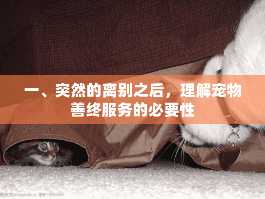 一、突然的离别之后，理解宠物善终服务的必要性