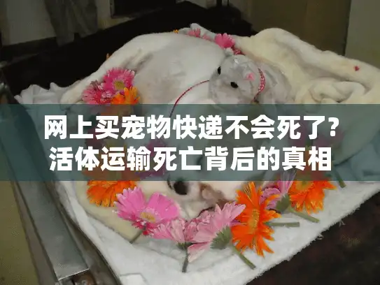 网上买宠物快递不会死了?活体运输死亡背后的真相与自救指南