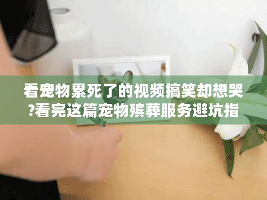 看宠物累死了的视频搞笑却想哭?看完这篇宠物殡葬服务避坑指南能救你