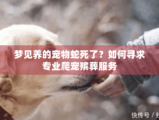 梦见养的宠物蛇死了？如何寻求专业爬宠殡葬服务