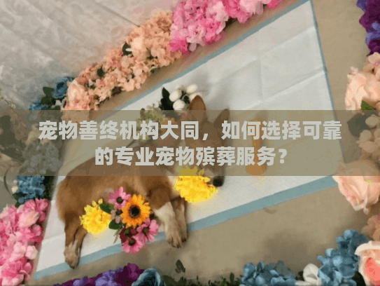 宠物善终机构大同,如何选择可靠的专业宠物殡葬服务? 宠物善终机构大同,如何选择可靠的专业宠物殡葬服务?